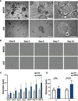 Human Organotypic Airway and Lung Organoid Cells of Bronchiolar and Alveolar Differentiation Are Permissive to Infection by Influenza and SARS-CoV-2 Respiratory Virus